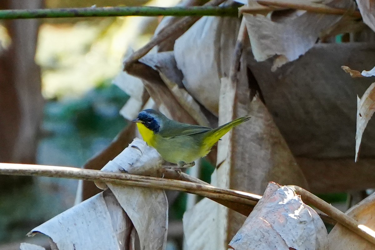Common Yellowthroat - ML646328253