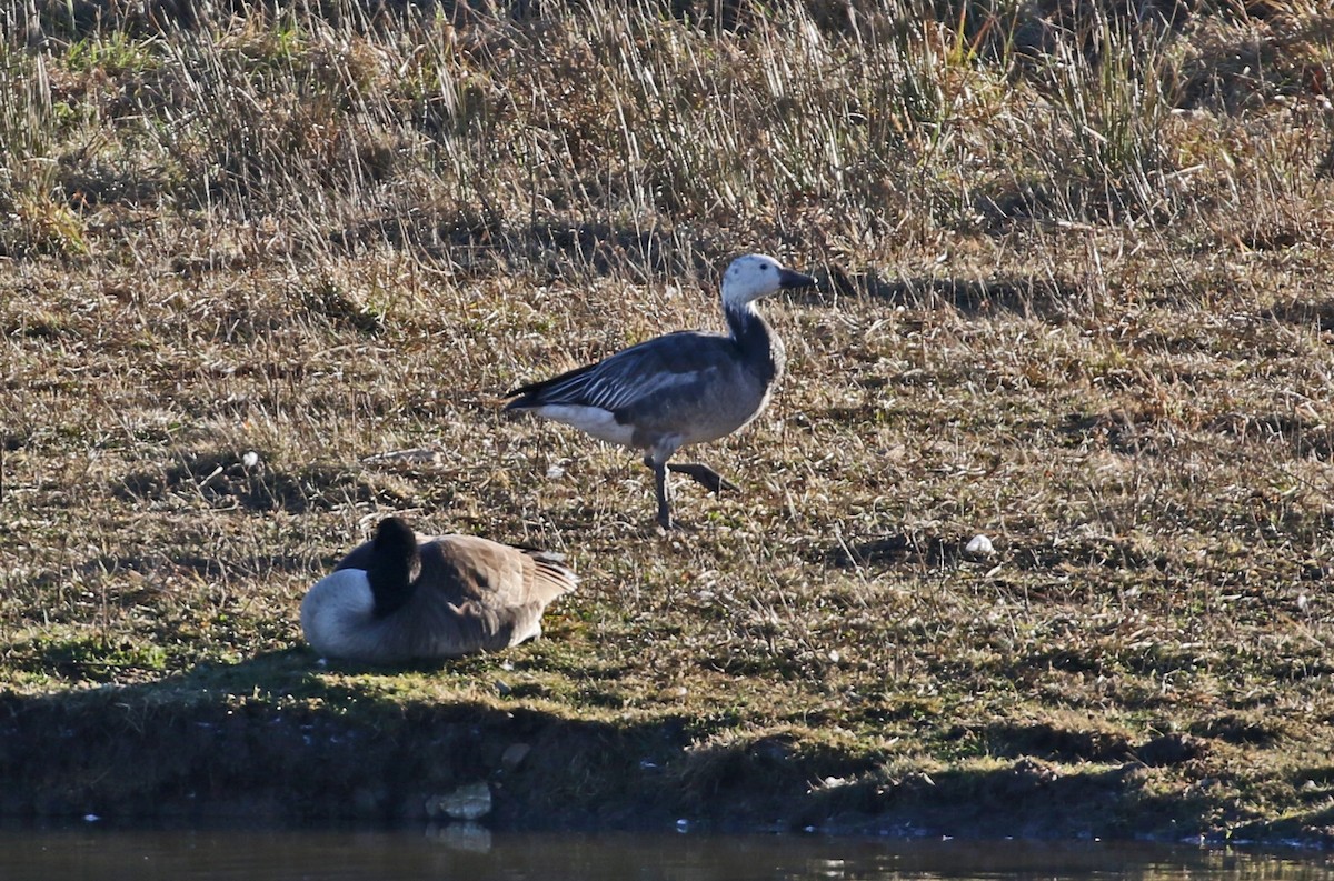 Гуска біла - ML646328254