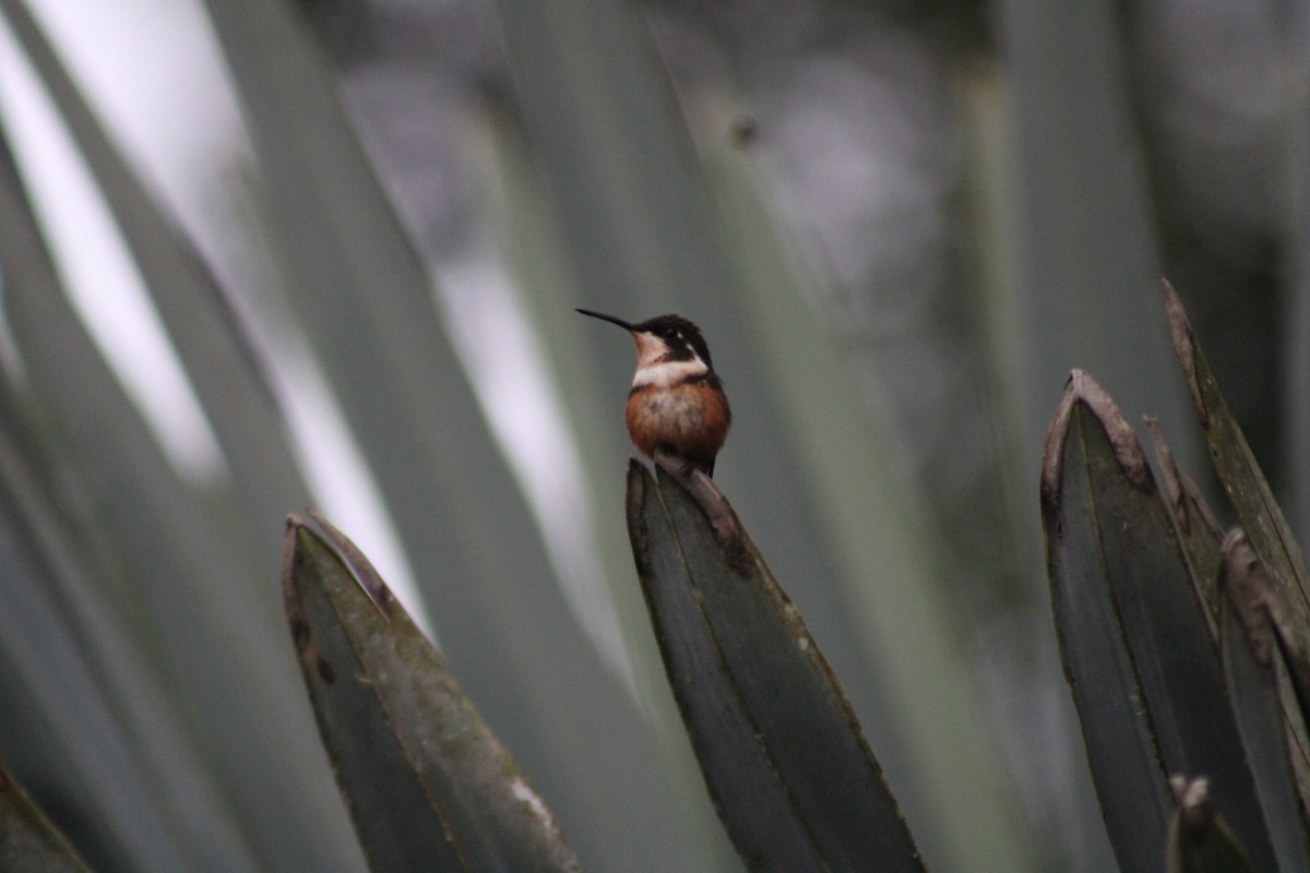 Purple-throated Woodstar - ML646328255