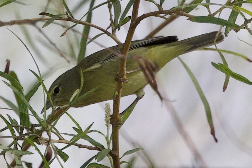 Orange-crowned Warbler - ML646328259