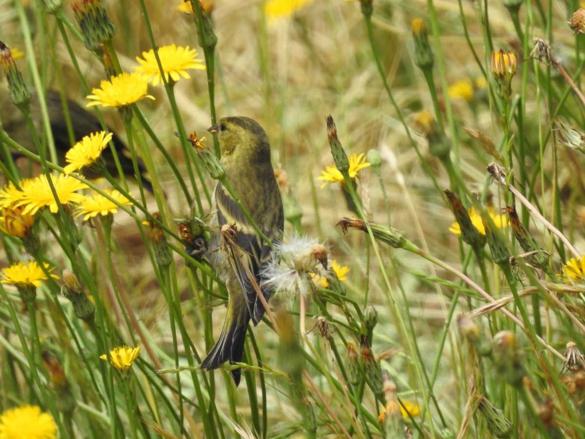 čížek vousatý - ML646328271