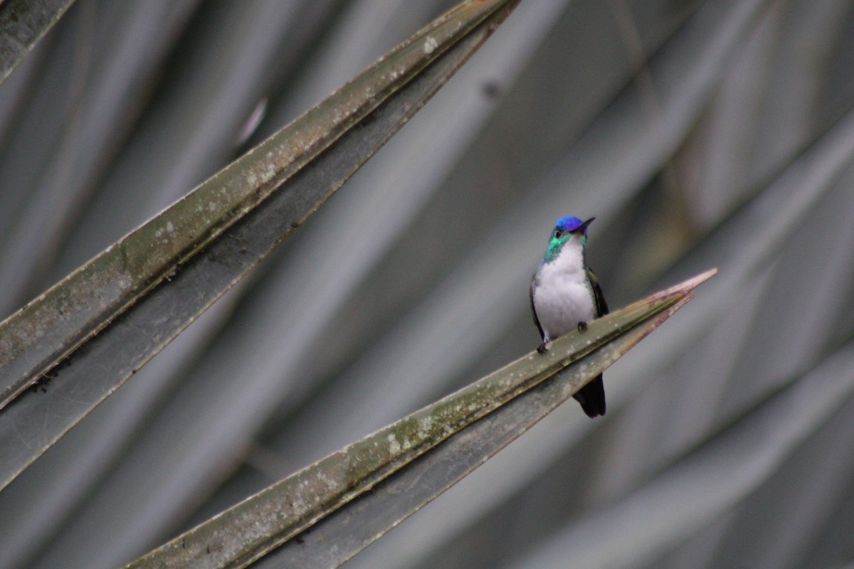 Andean Emerald - ML646328273