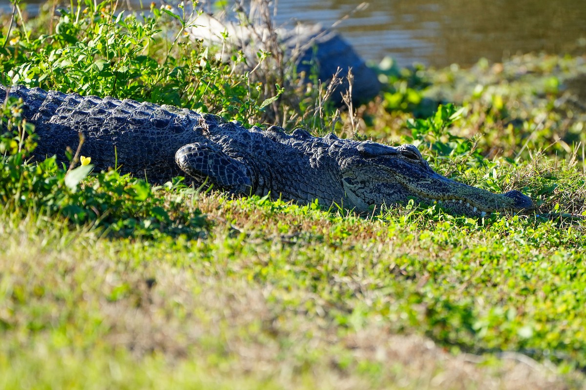 Alligator d'Amérique - ML646328274