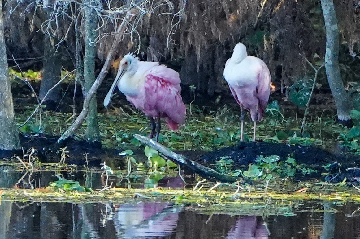 Spatule rosée - ML646328275