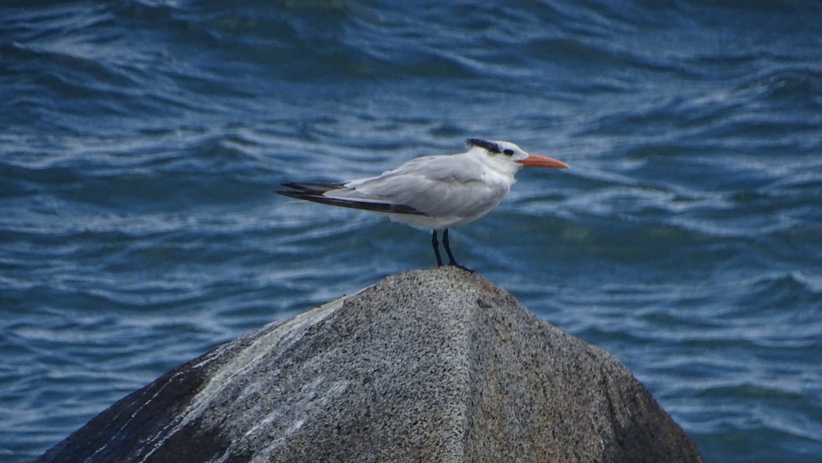 Royal Tern - ML646328277