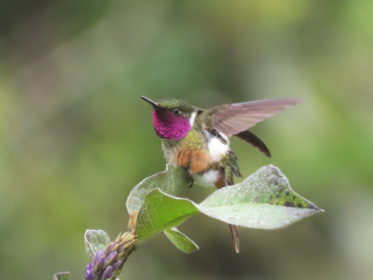 Magenta-throated Woodstar - ML646328279