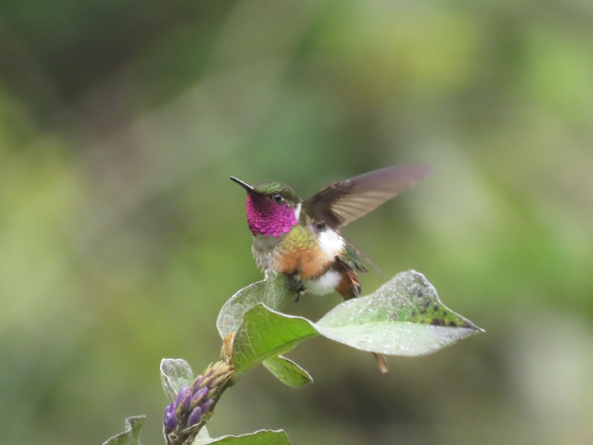 Magenta-throated Woodstar - ML646328280