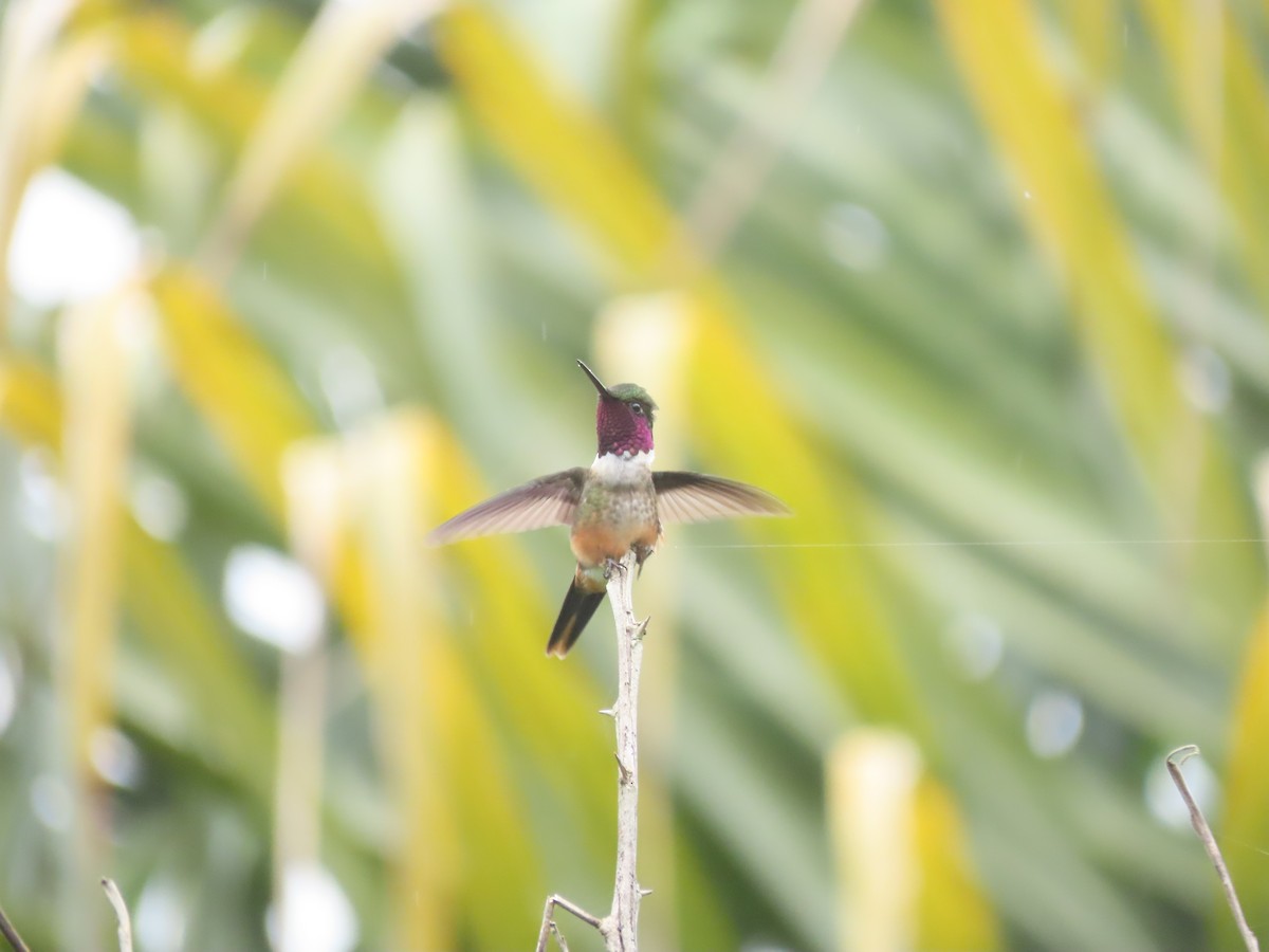 Magenta-throated Woodstar - ML646328281