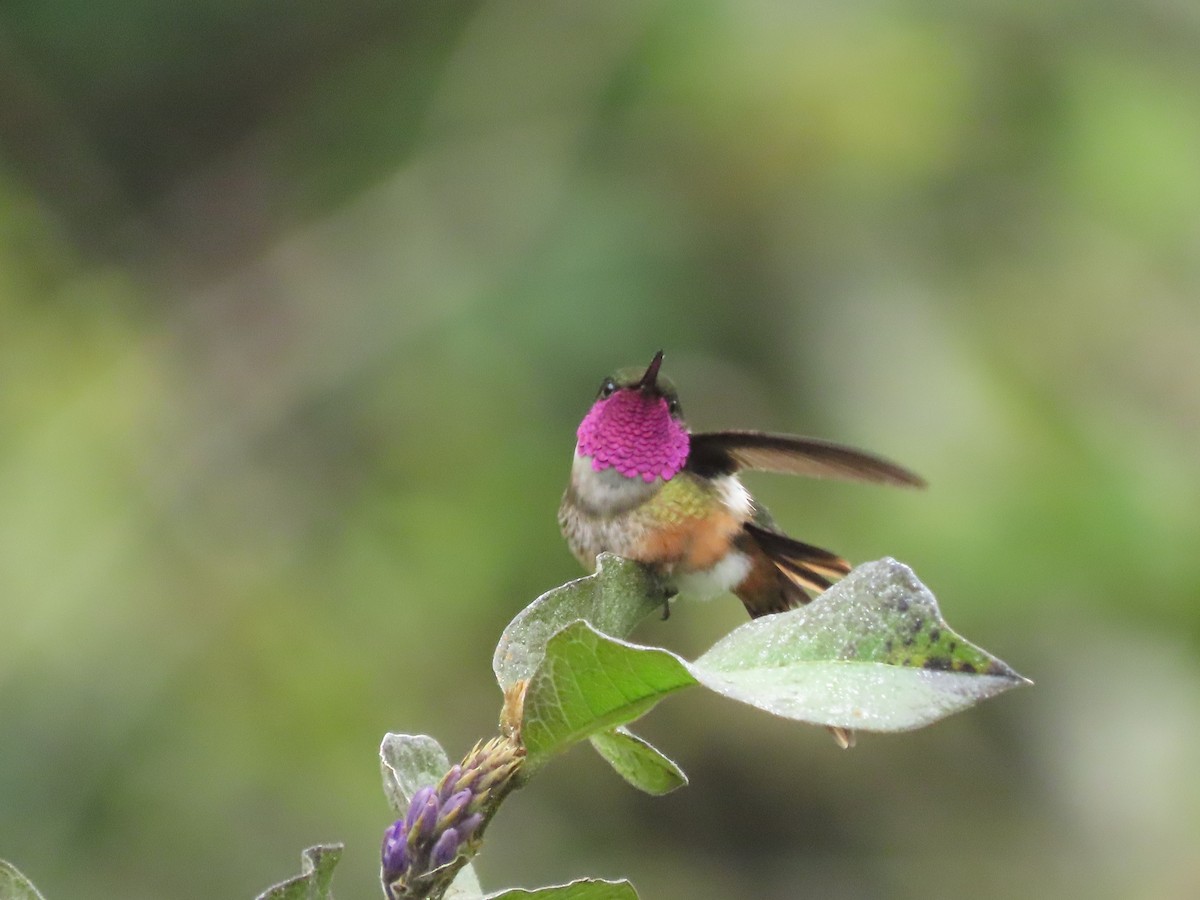 Magenta-throated Woodstar - ML646328282