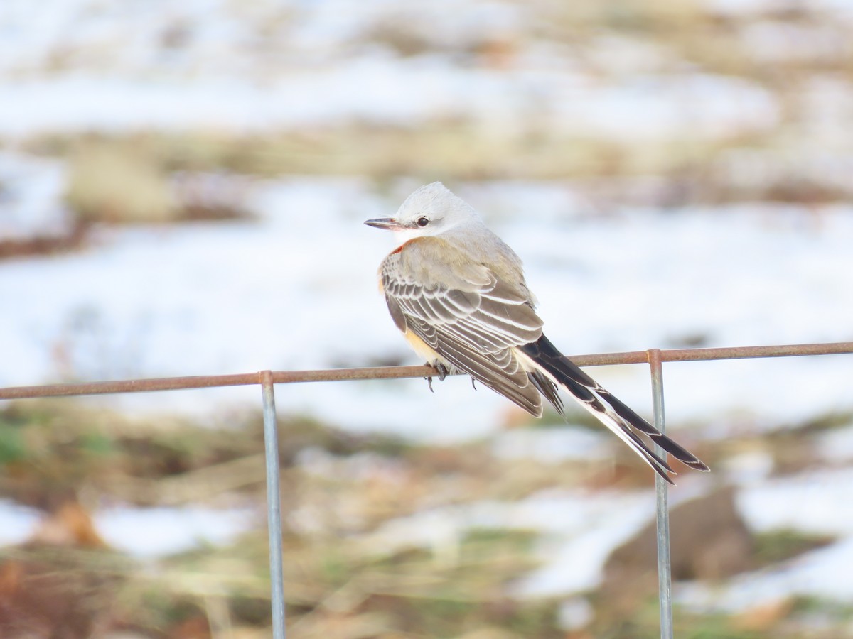 Scissor-tailed Flycatcher - ML646328283