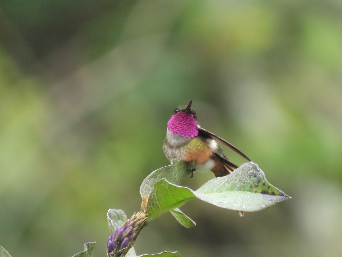 Magenta-throated Woodstar - ML646328284