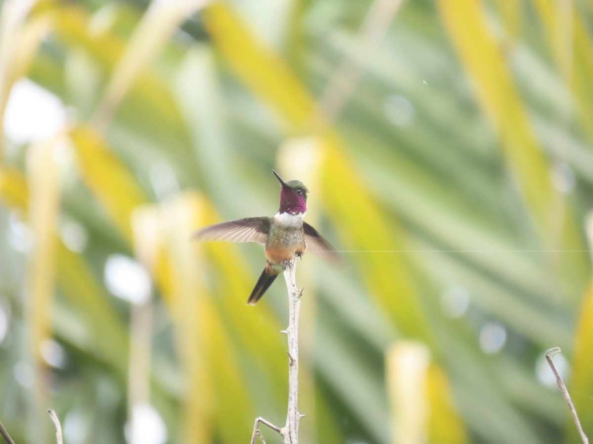 Magenta-throated Woodstar - ML646328285