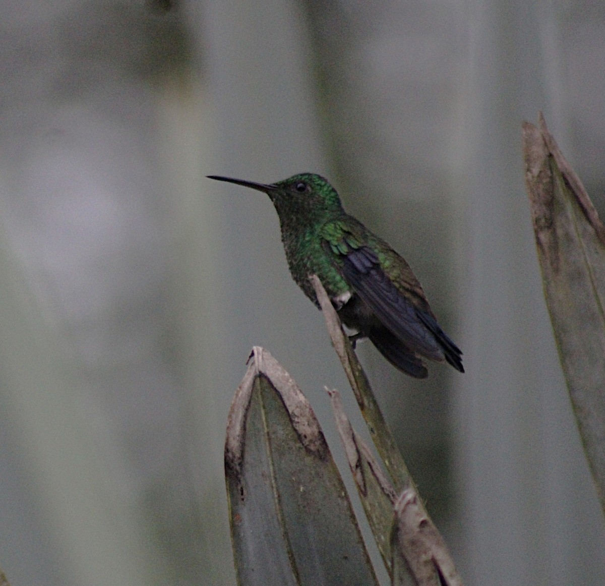 Steely-vented Hummingbird - ML646328286