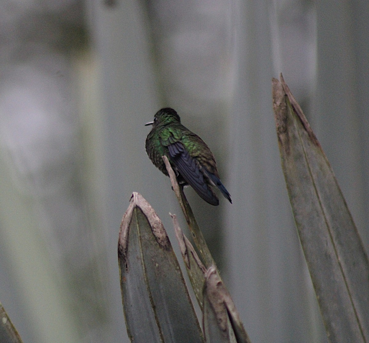 Steely-vented Hummingbird - ML646328287