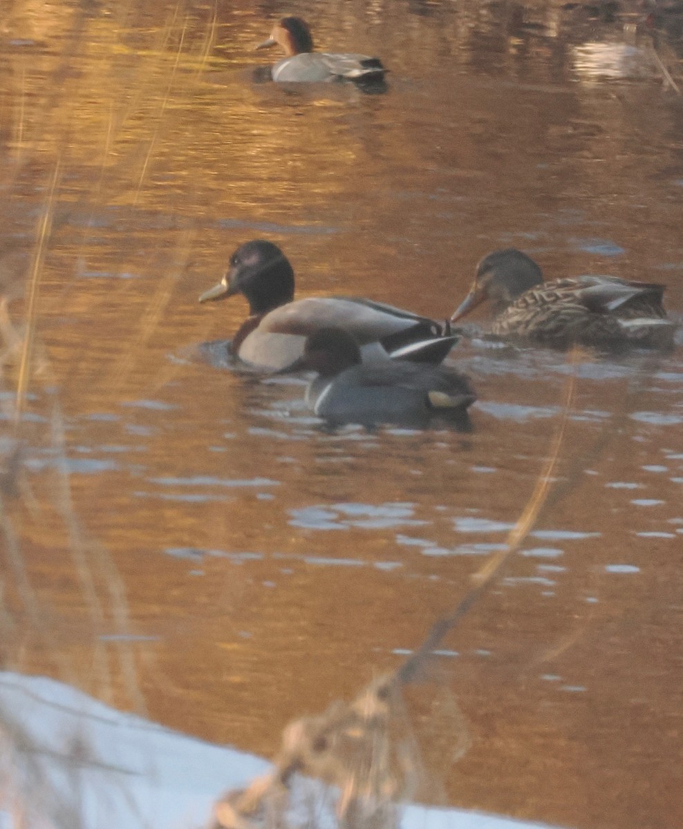 小水鴨 - ML646328288