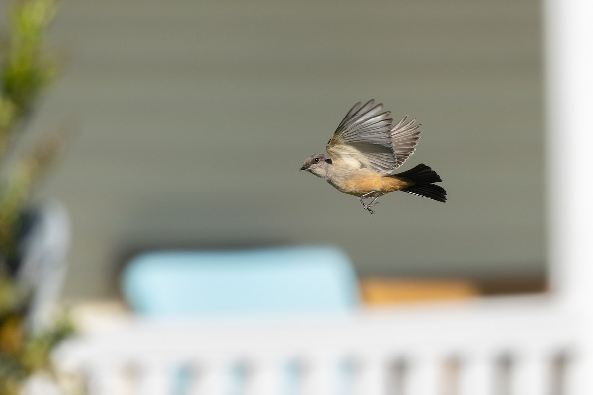 Say's Phoebe - ML646328299