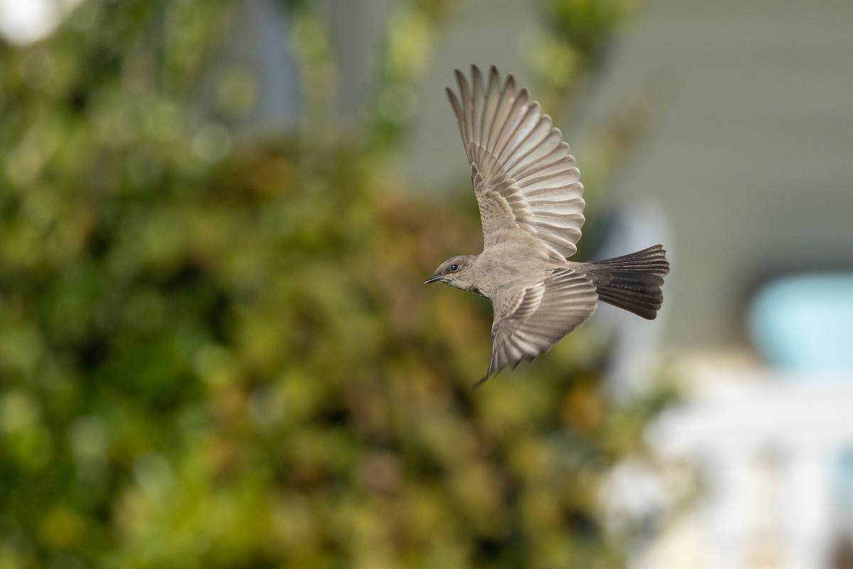 Say's Phoebe - ML646328300