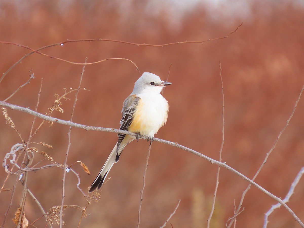 Scissor-tailed Flycatcher - ML646328301