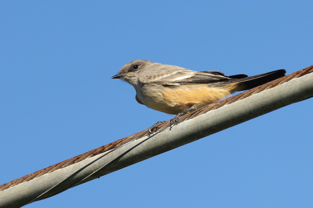 Say's Phoebe - ML646328302