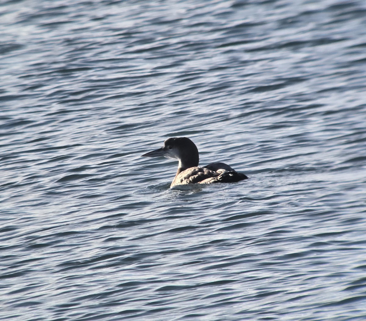 Common Loon - ML646328303