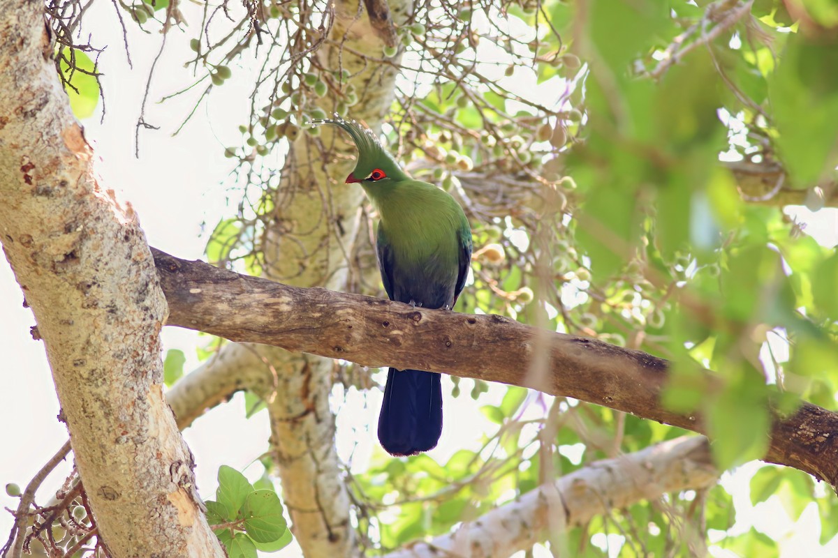 Touraco de Schalow - ML646328305