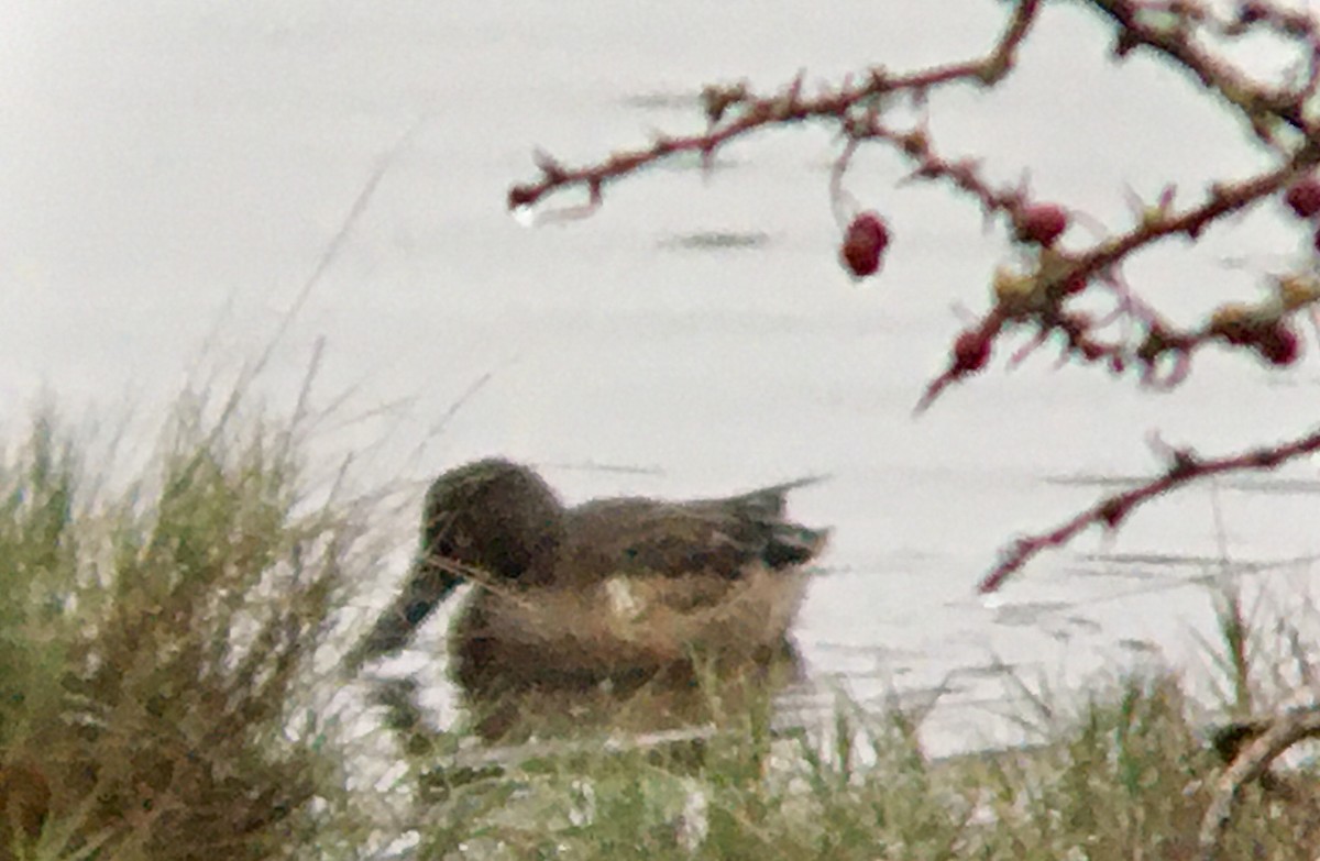 Mestolone - ML646328306