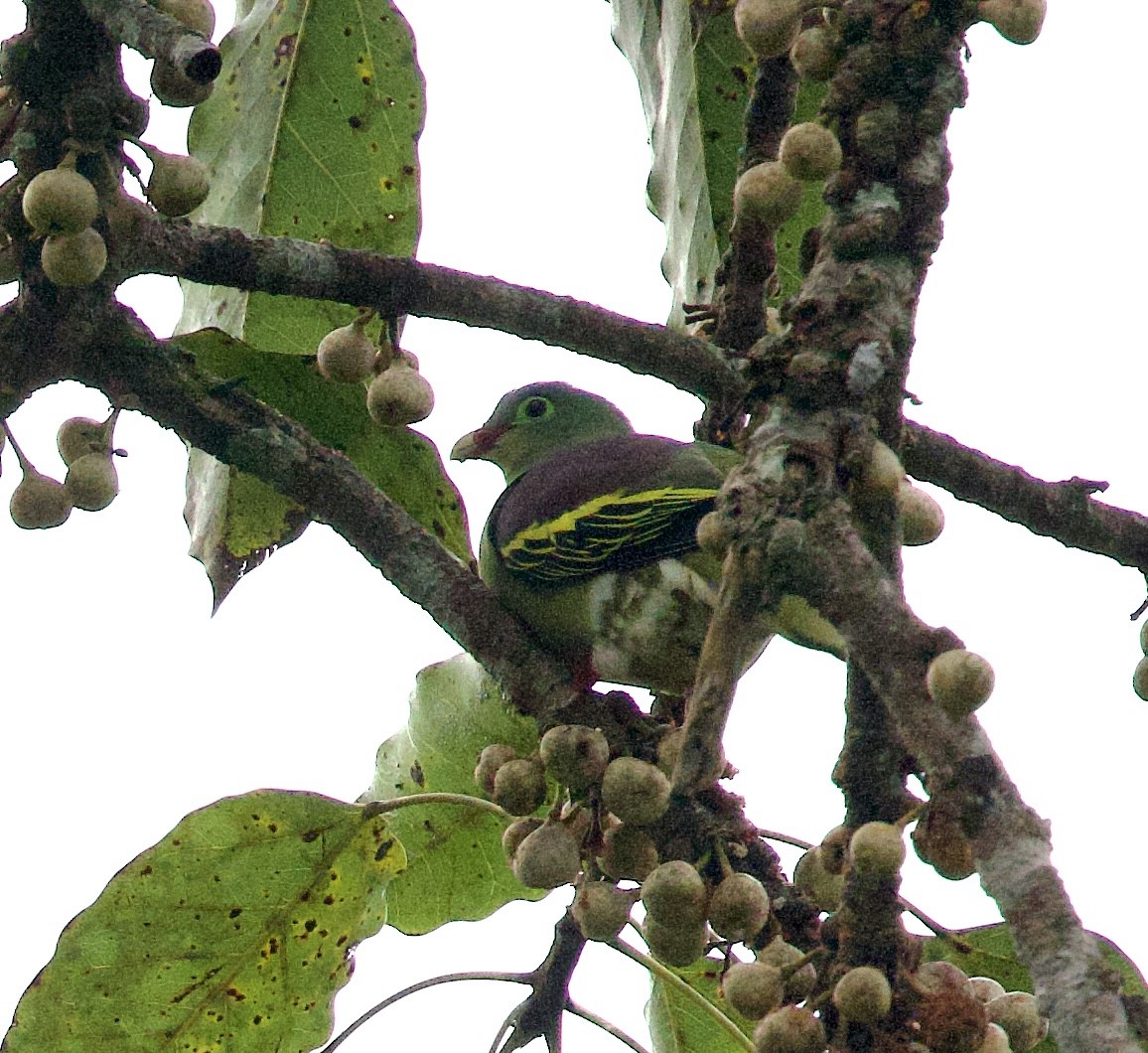 tykknebbgrønndue - ML646328314