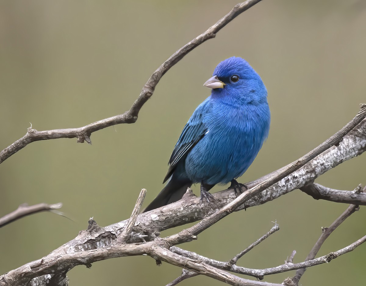 Passerin indigo - ML646328315