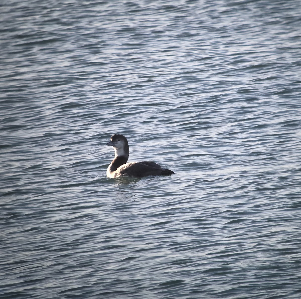 Common Loon - ML646328316
