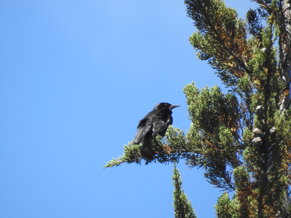 Austral Blackbird - ML646328317