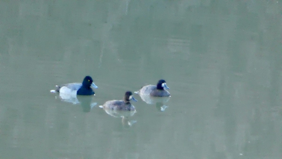 Lesser Scaup - ML646328318