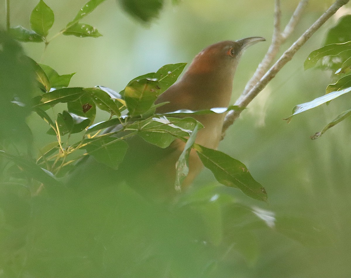 Great Lizard-Cuckoo - ML646328319