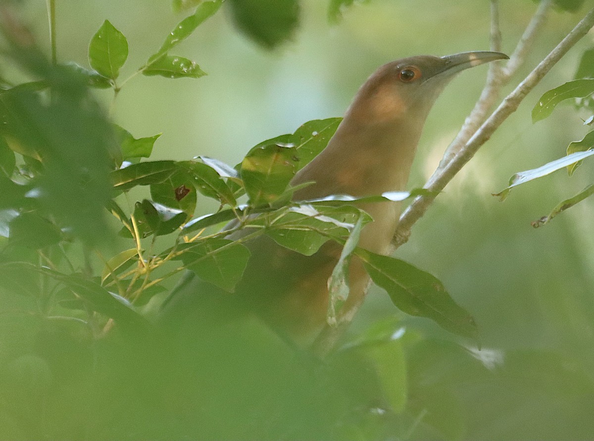 Great Lizard-Cuckoo - ML646328323
