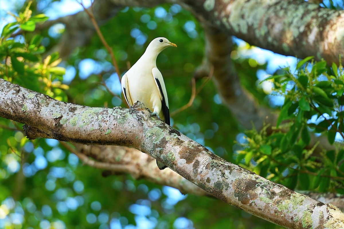 Torresian Imperial-Pigeon - ML646328339