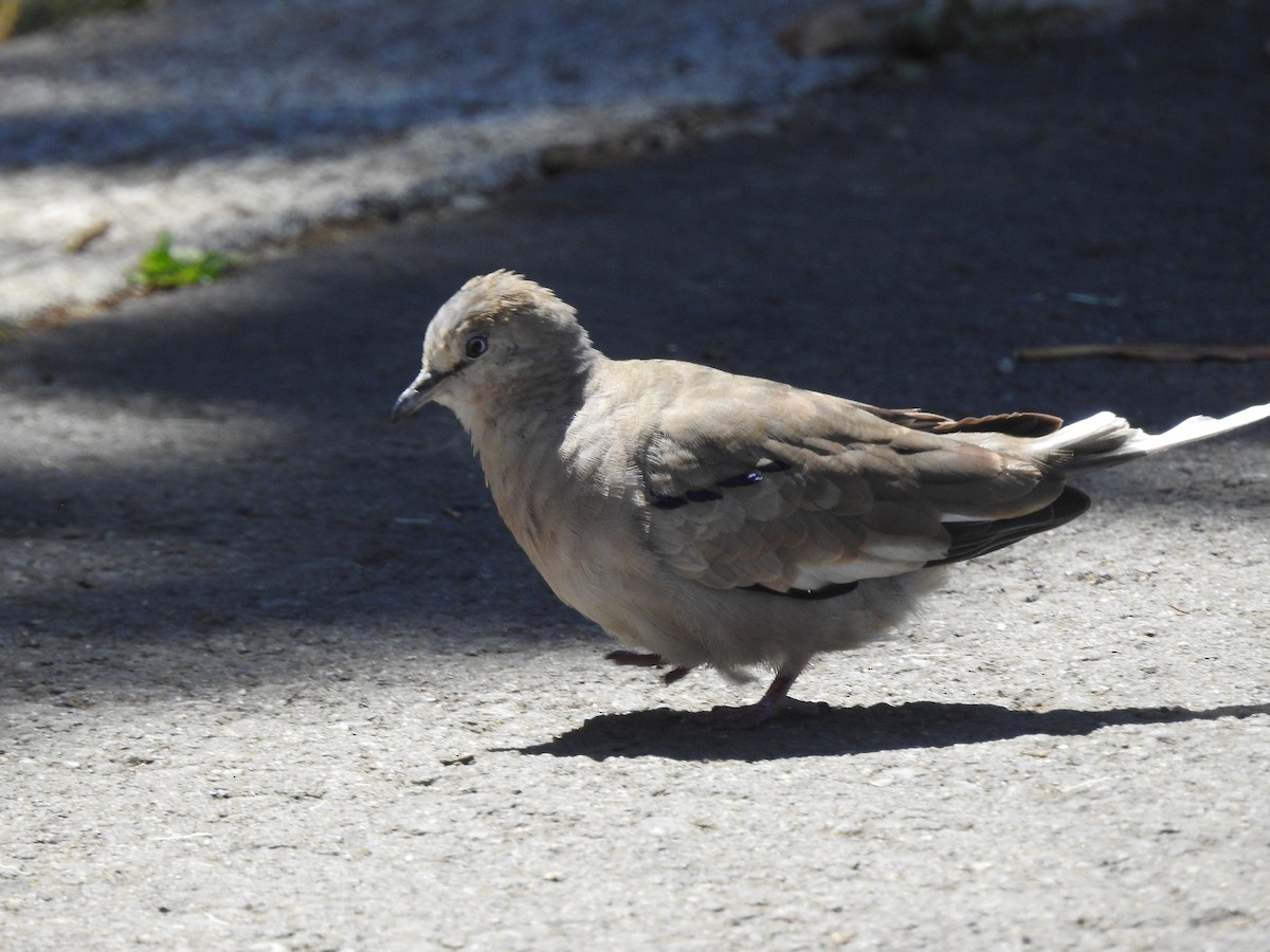 Picui Ground Dove - ML646328340