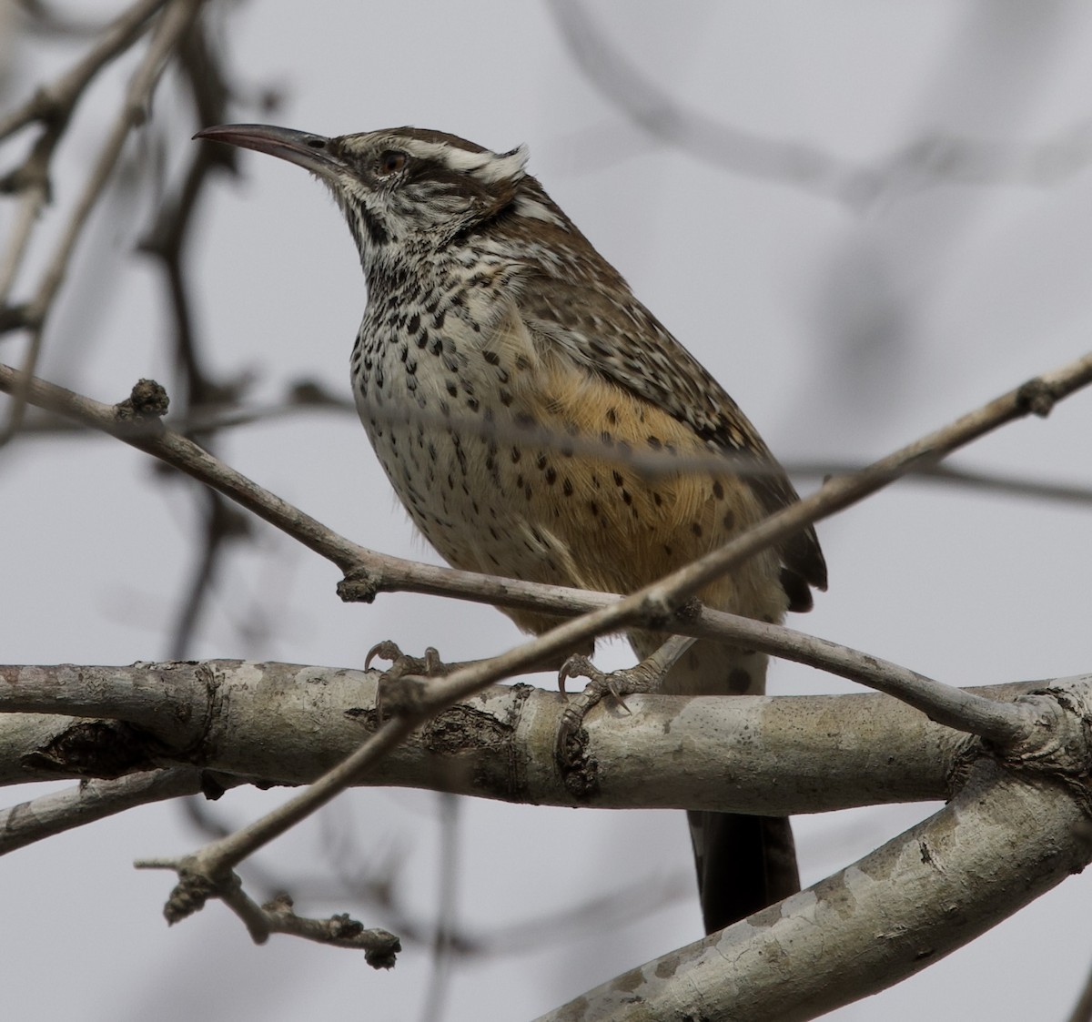 Cactus Wren - ML646328342