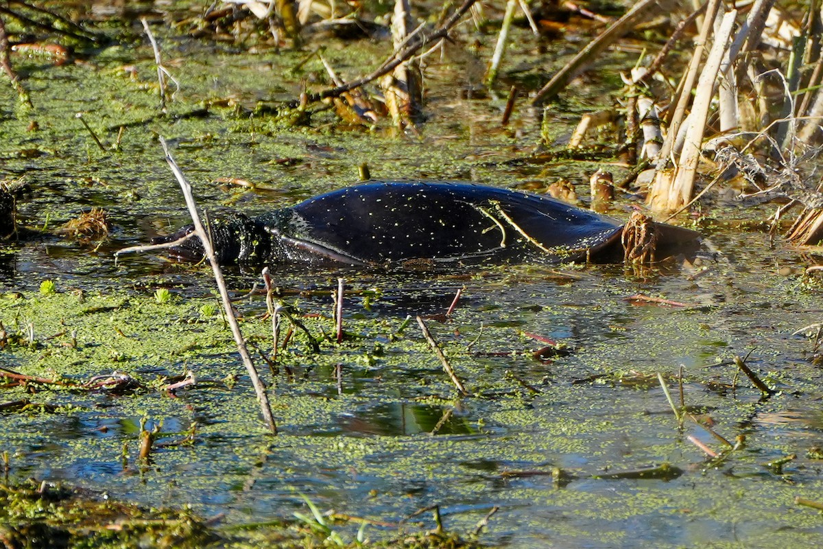 Tortue molle de Floride - ML646328346