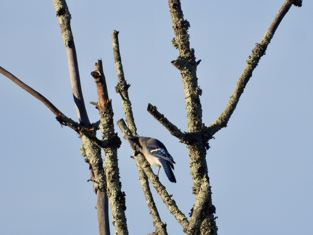 Blue Jay - ML646328347