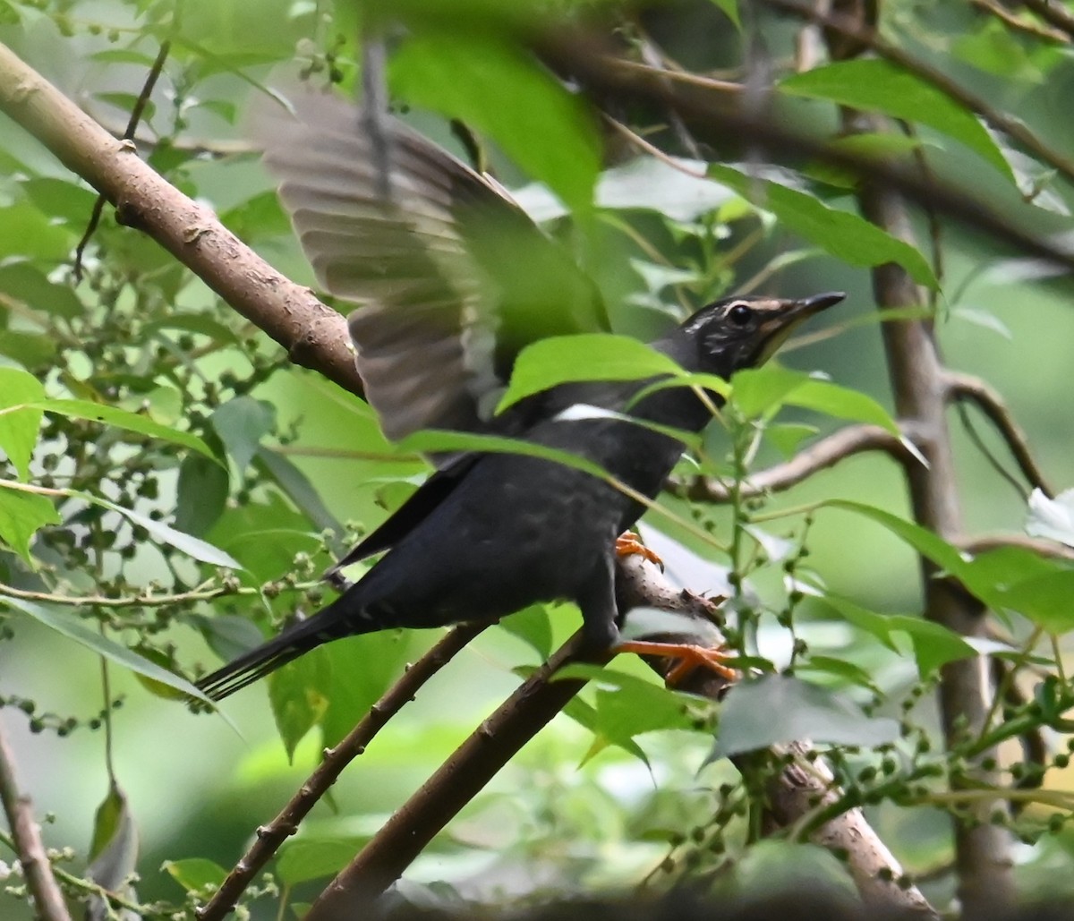 Siberian Thrush - ML646328348