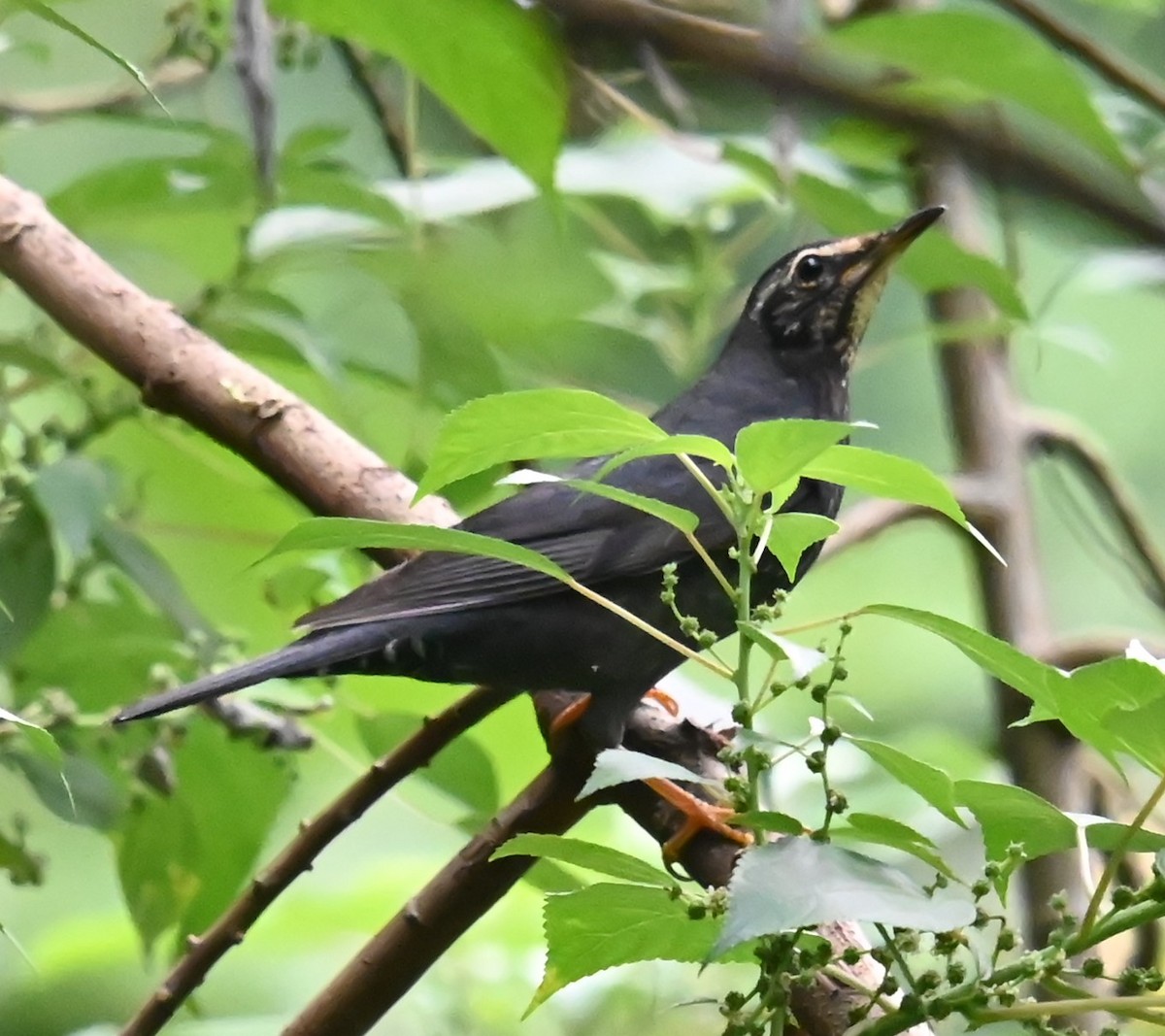 Siberian Thrush - ML646328352