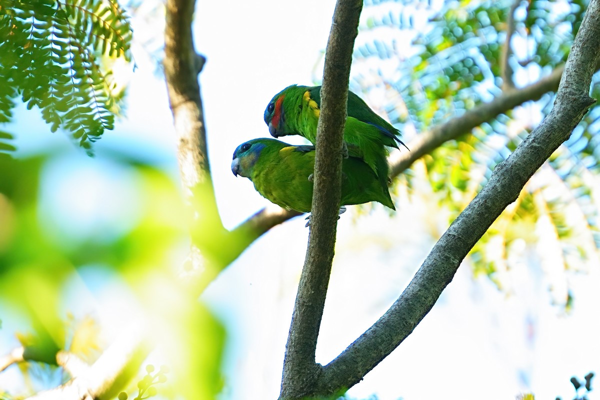 Double-eyed Fig-Parrot - ML646328359