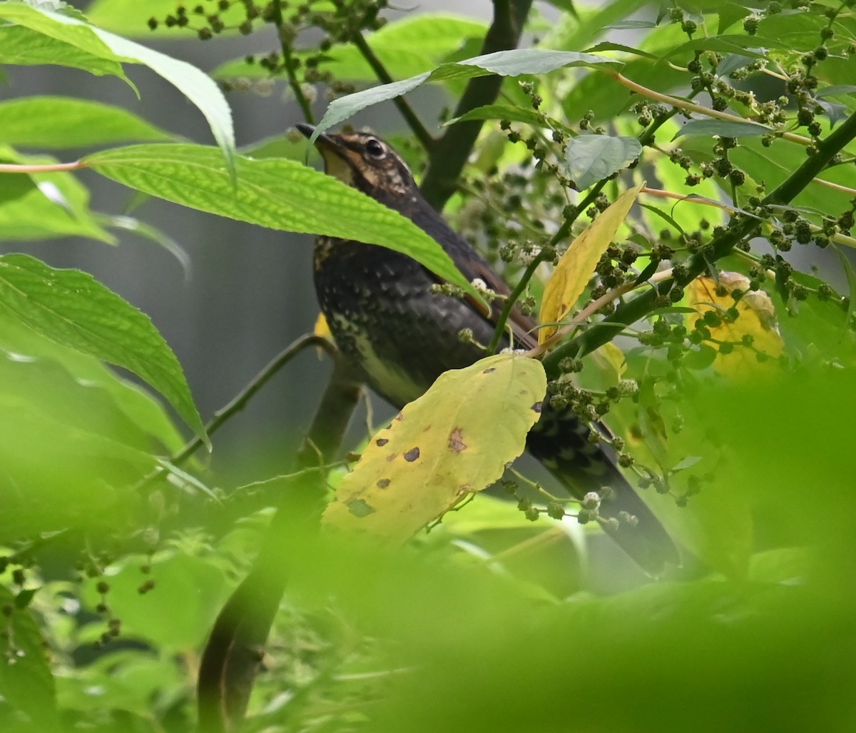 Siberian Thrush - ML646328361