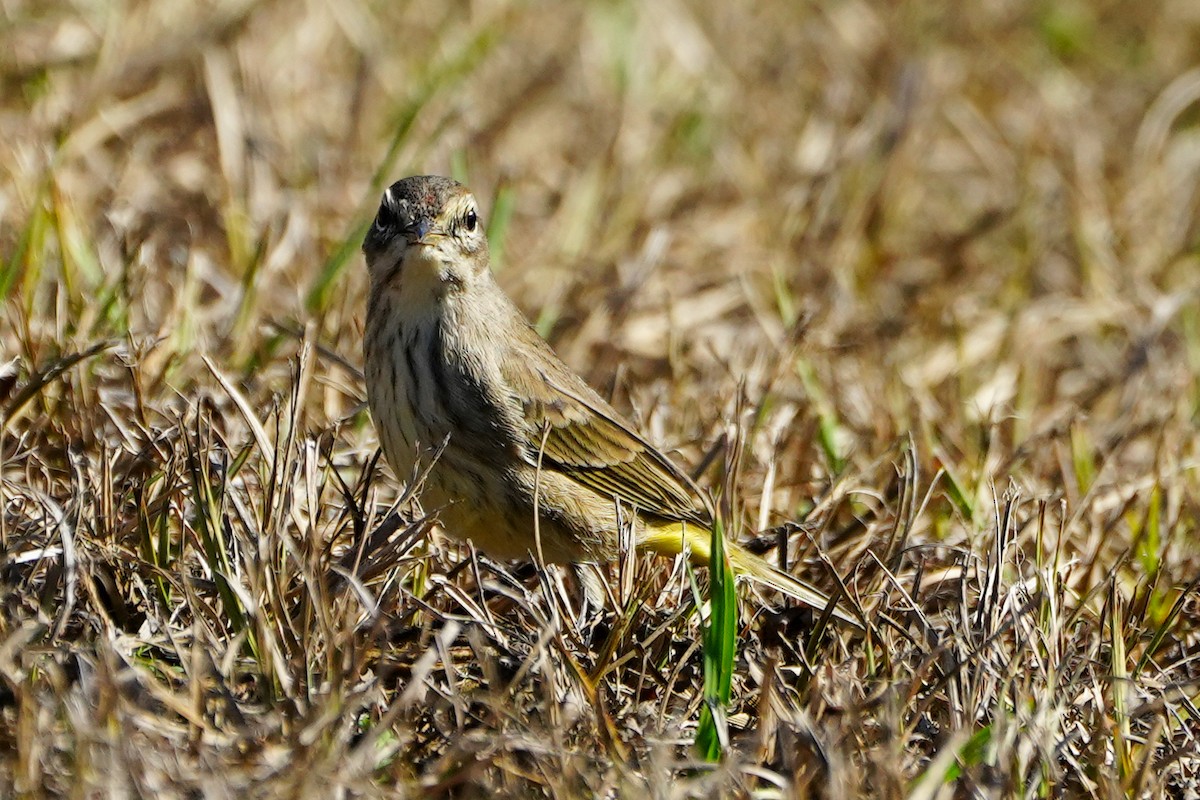 Paruline à couronne rousse - ML646328362