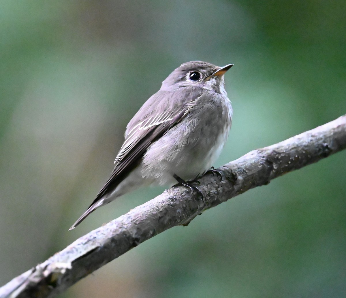 Dark-sided Flycatcher - ML646328366