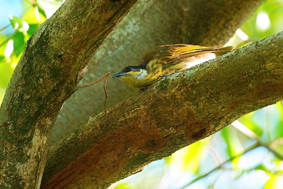 Varied Honeyeater - ML646328367