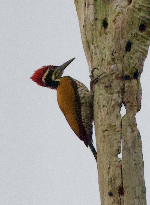 Дзьобак індокитайський - ML646328368