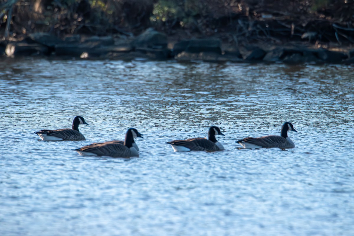 ברנטה קנדית - ML646328369