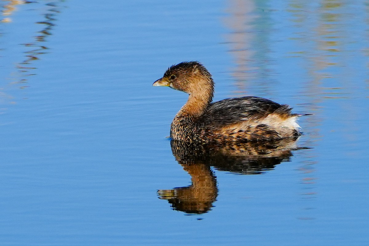 Grèbe à bec bigarré - ML646328370