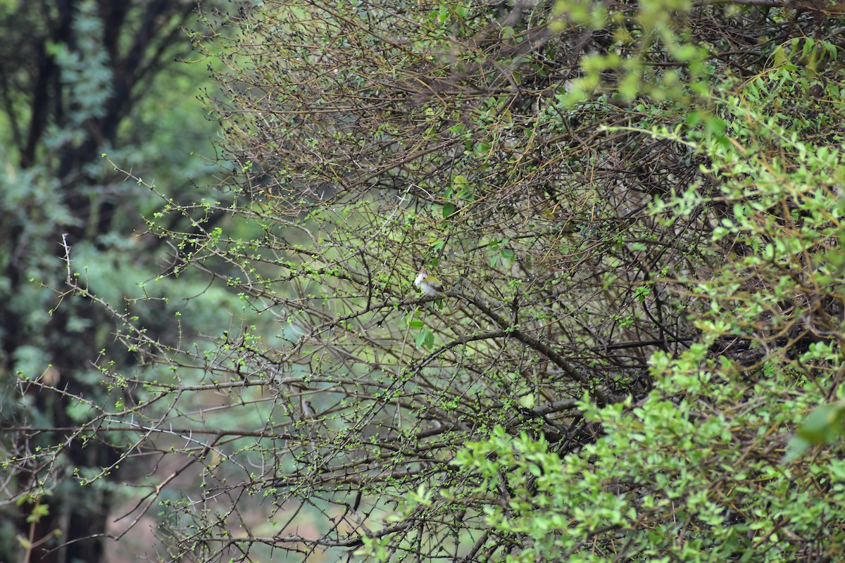 Terzikuşu - ML646328371