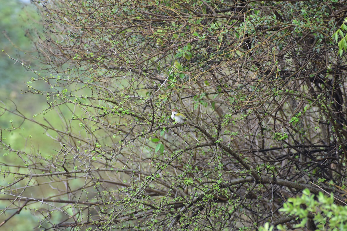 Terzikuşu - ML646328372